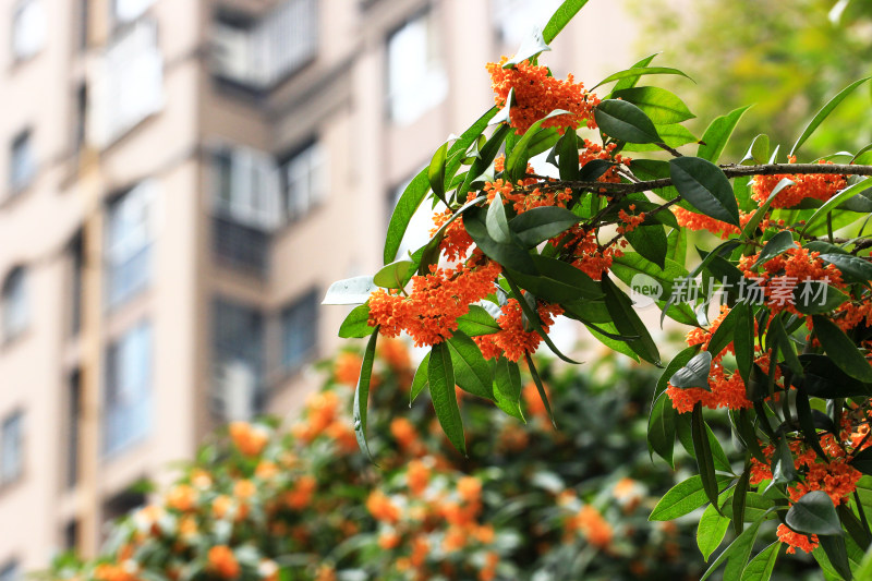 建筑周围的桂花盛开