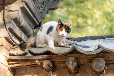 传统建筑上的可爱猫咪