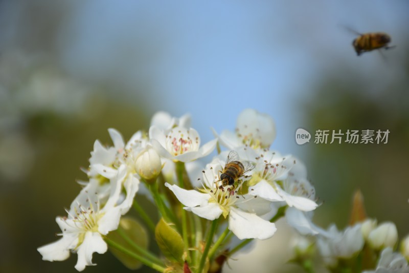 盛开的白色梨花特写