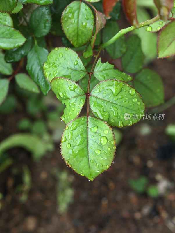 春天绿色的植物叶子树叶和水滴雨滴