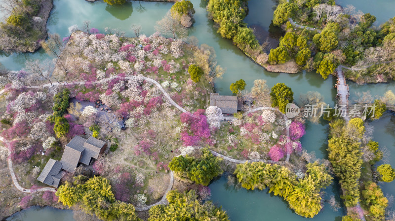 杭州西溪湿地探梅节梅花