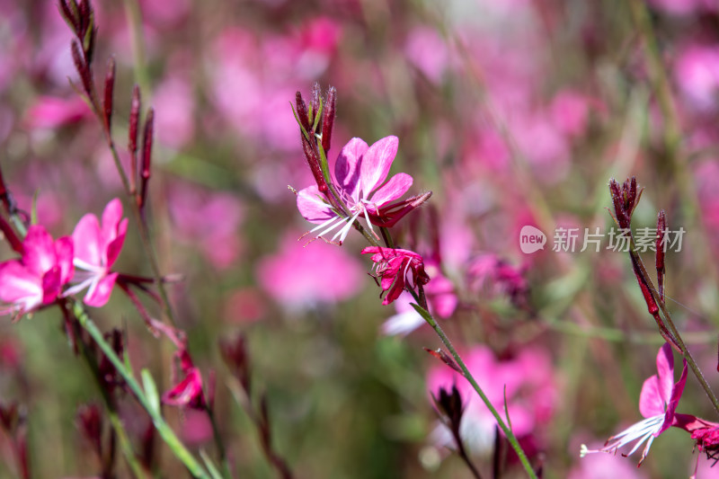 粉红色山桃草花海