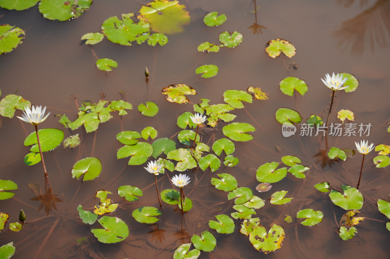 湖中睡莲的高角度视图