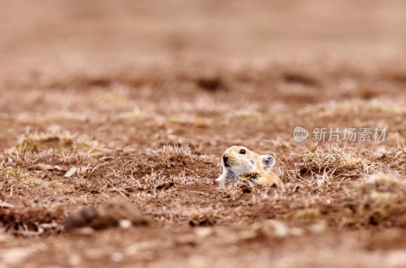 可可西里野生动物高原土拨鼠