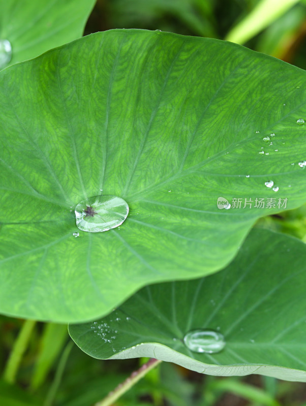 春天绿色的树叶叶子和上面的雨滴水滴露水