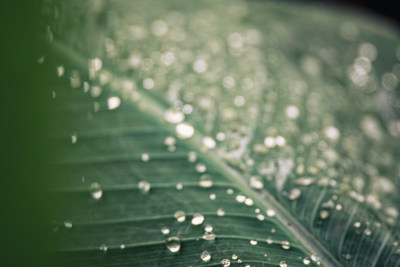 雨后绿叶上的水珠