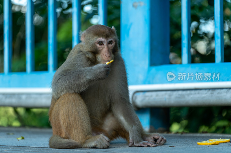 猴子坐在地上的特写镜头