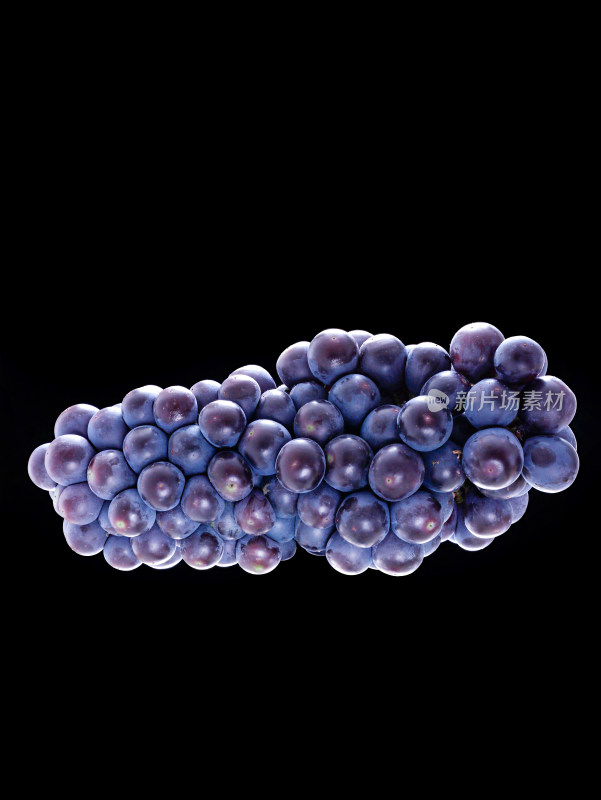 黑色背景上的一串新鲜水果紫色葡萄
