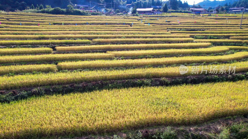 秋金黄大田农业种植梯田航拍