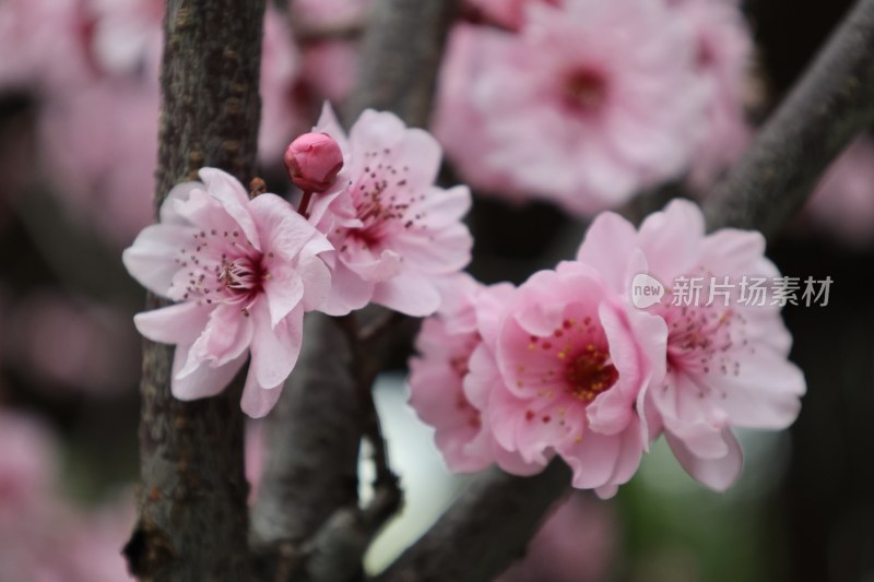 特写粉色花朵绽放