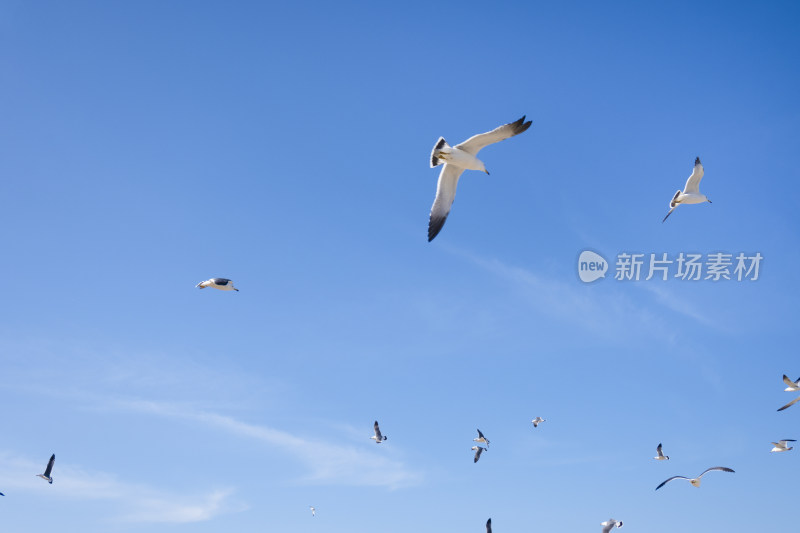 蓝天大海沙滩海鸥飞翔生态保护自然风景