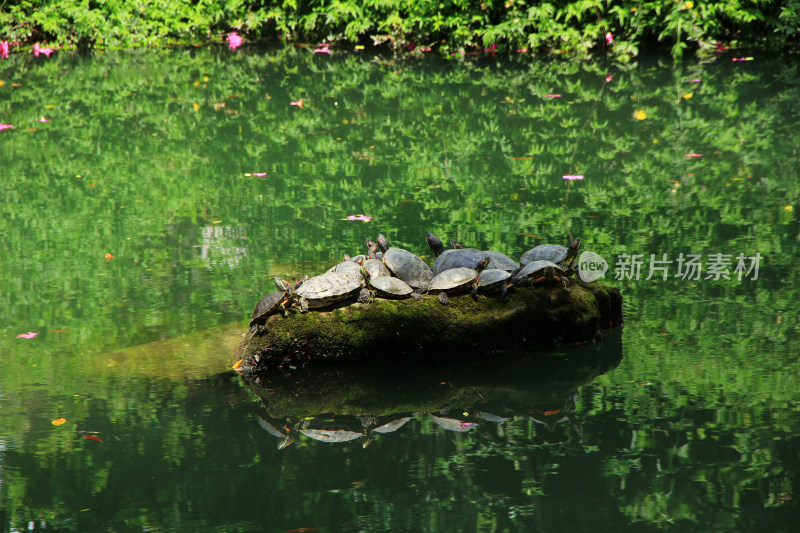 一群乌龟在水中的青苔石上晒太阳