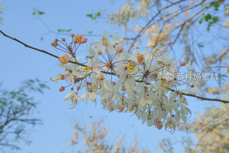 盛开的节荚决明花