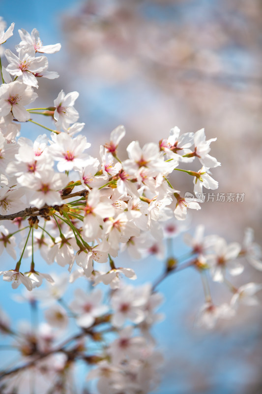 春日樱花