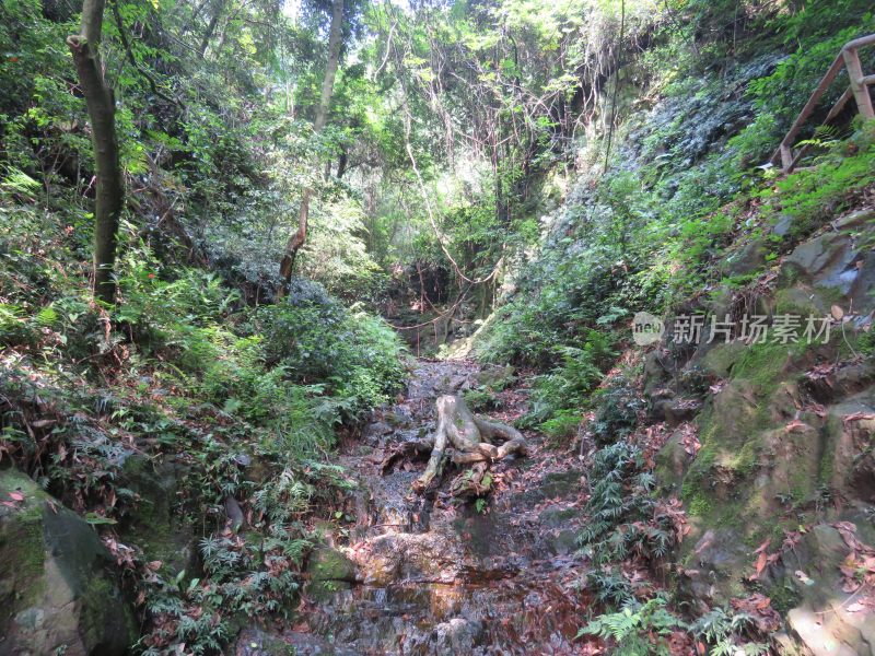 杭州九溪烟树景区