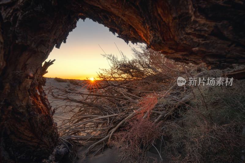 内蒙古 额济纳旗 胡杨林 沙漠胡杨 自然