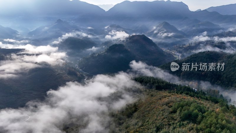 重庆酉阳：雾中枫叶红似火