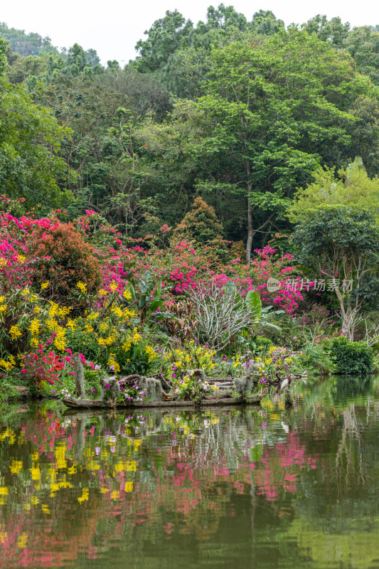 深圳仙湖植物园花展