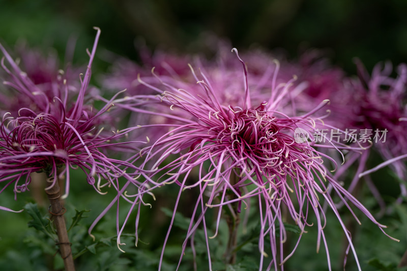 开封清明上河园菊花展菊花特写