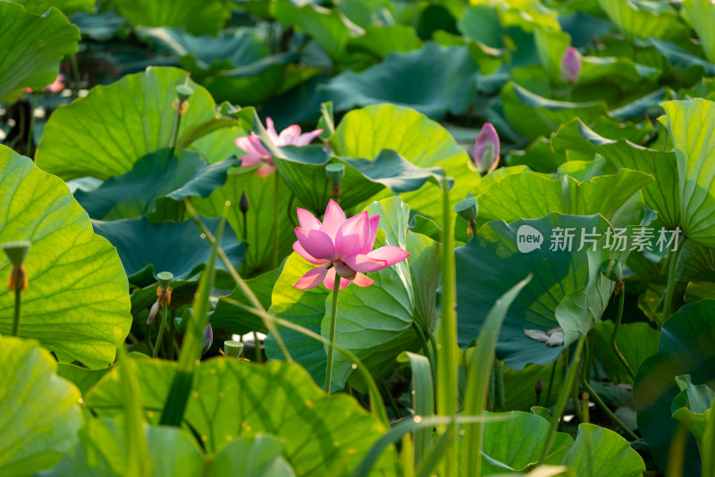 夏日池塘荷花