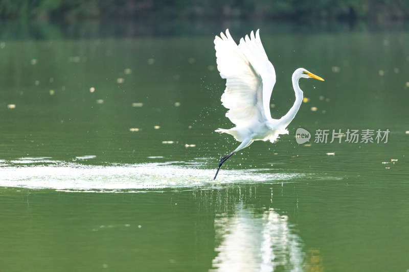 白鹭飞翔