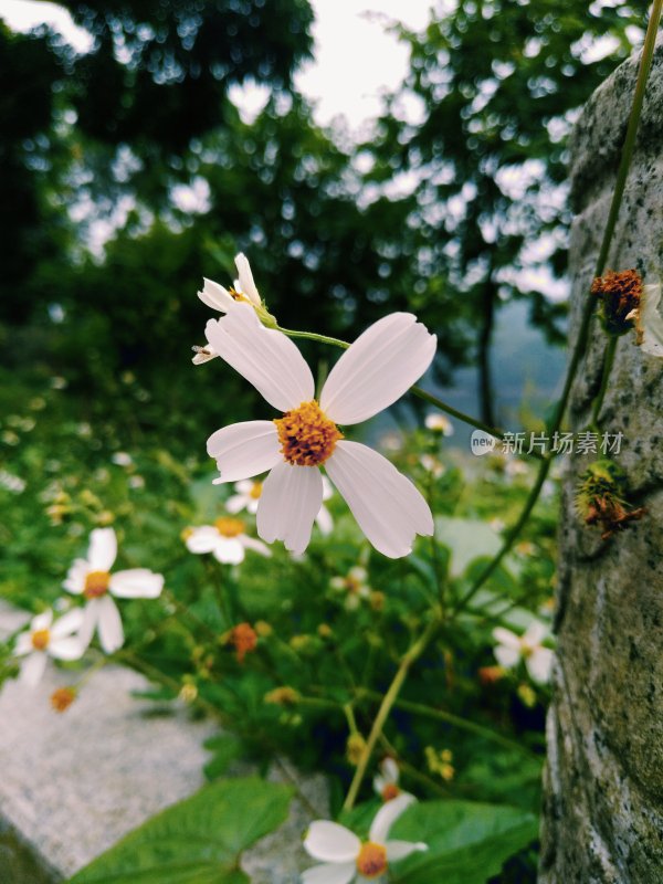 鬼针草的花