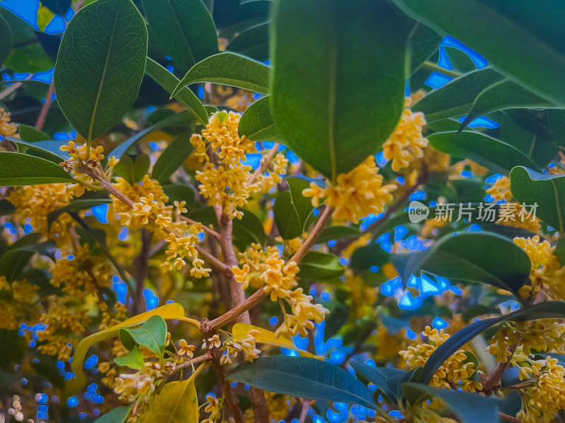 盛开的黄色桂花特写