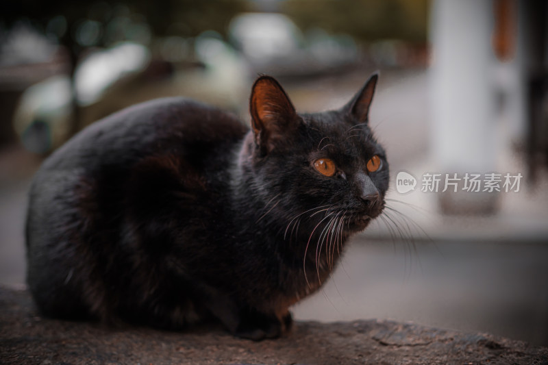 一只趴在石头上的黑色宠物猫特写