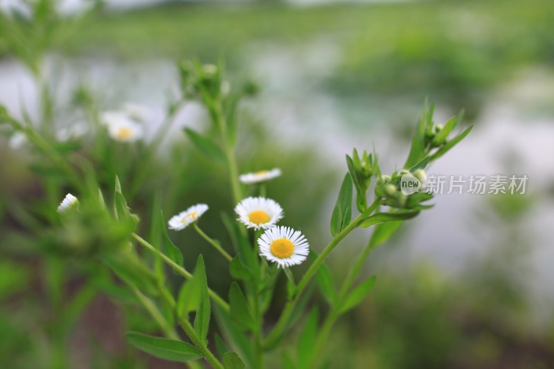 盛开的花朵