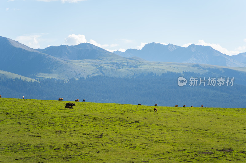 新疆琼库什台风景