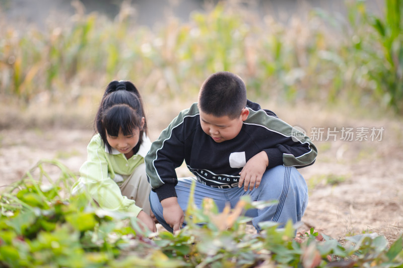 两个小孩在一起挖地瓜