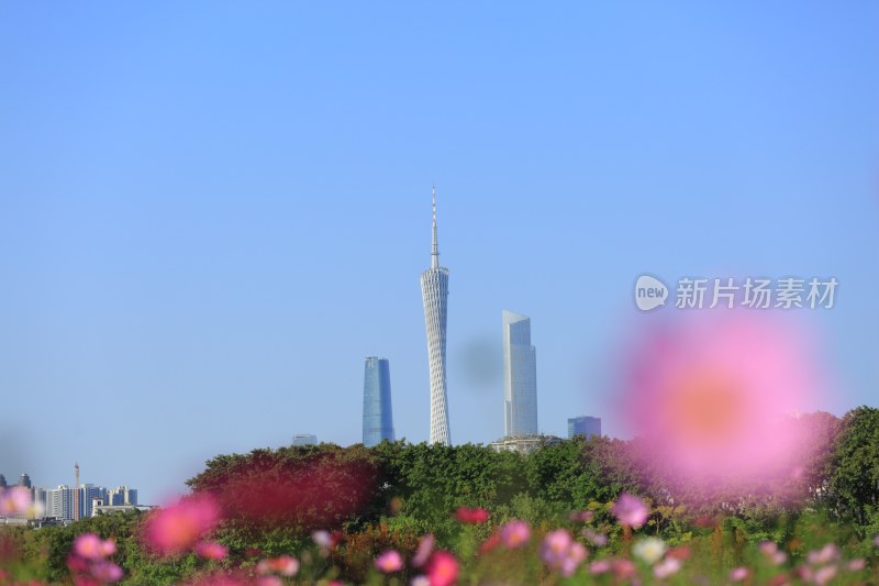 广州城市高楼与花卉景观