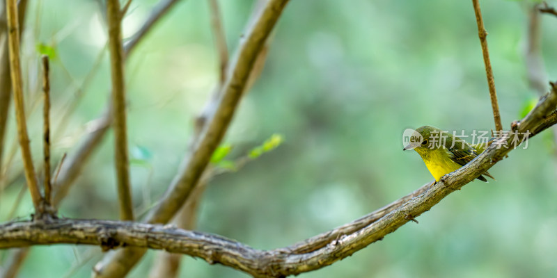 绿背姬鹟（Ficedula elisae）