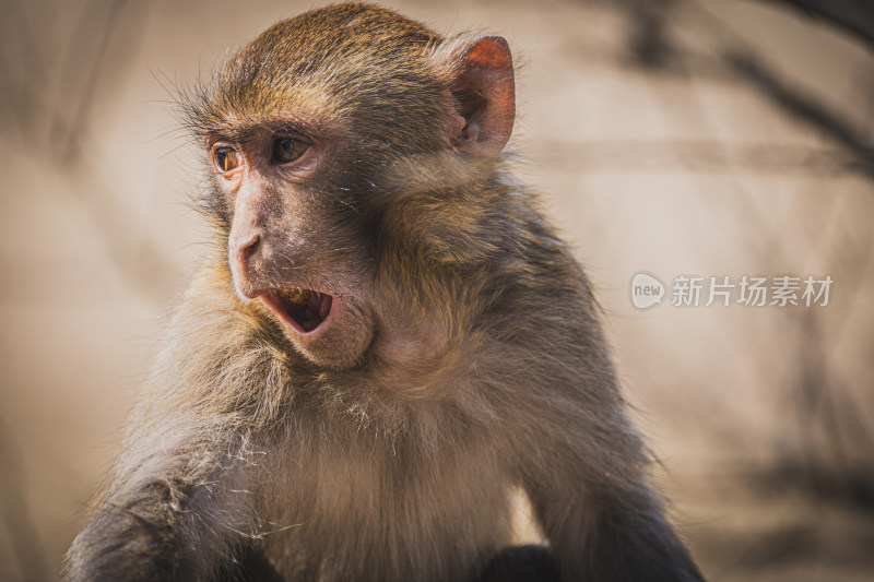连云港花果山景区一只猴子