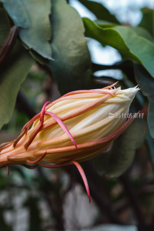 昙花开花特写