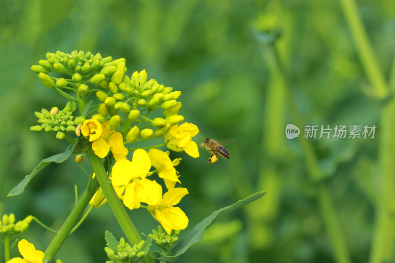 春天金黄的油菜花