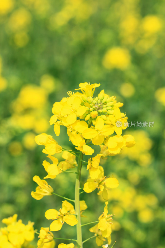 金灿灿的油菜花特写