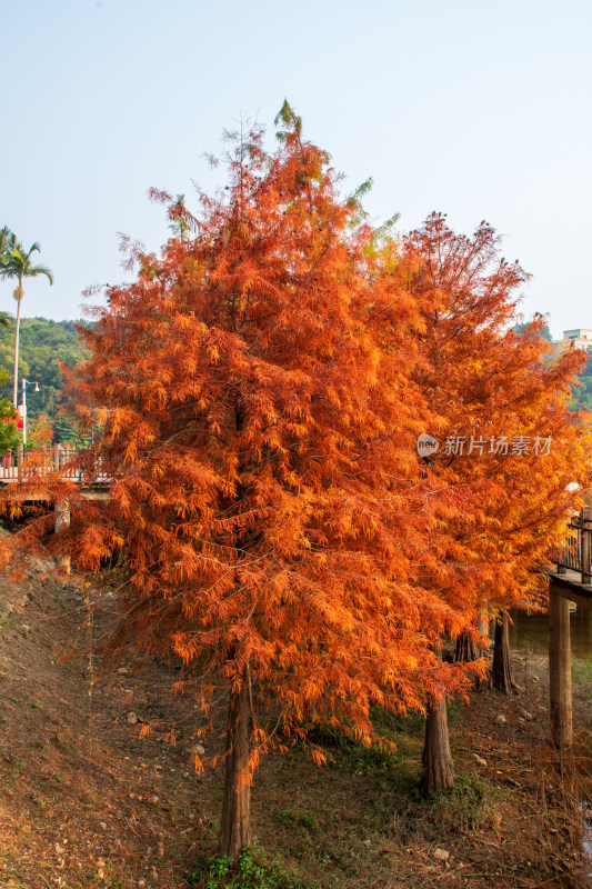 福州森林公园池杉