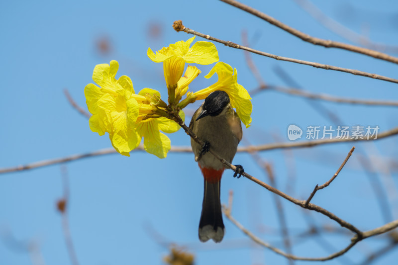 蓝天背景下枝头小鸟与黄色花朵