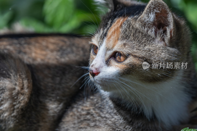 小猫咪、狸花猫、宠物猫