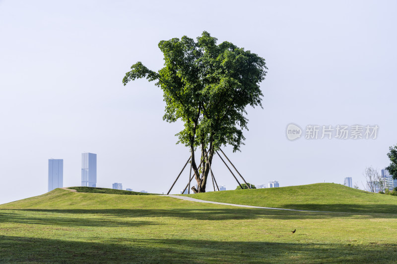 阳光下一棵绿树的风景照片