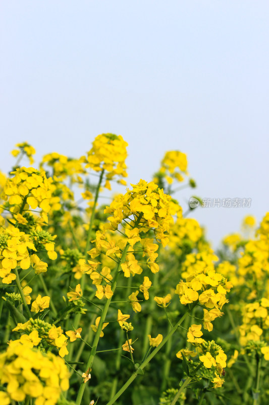 蓝色自然背景中的油菜花