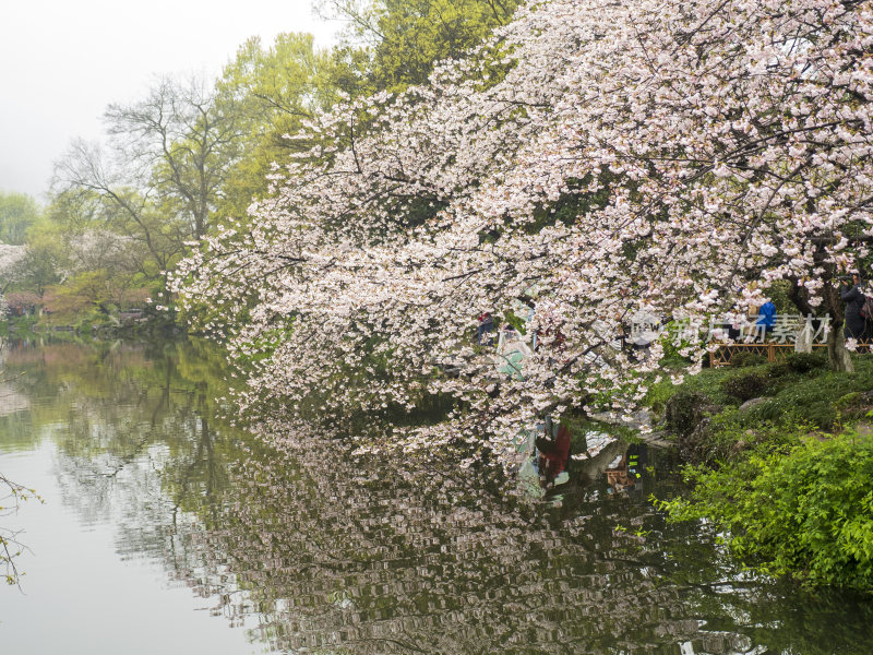 杭州西湖花港观鱼风景