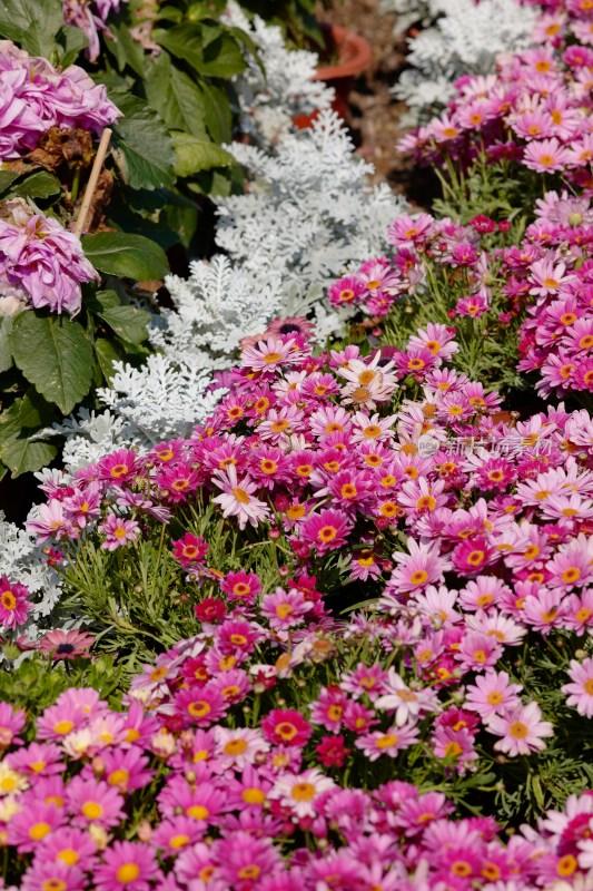 厦门园博苑郁金香花展上的木茼蒿花