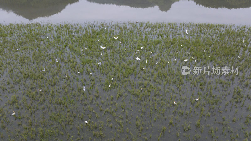 福建泰宁大金湖白鹭湾湿地白鹭