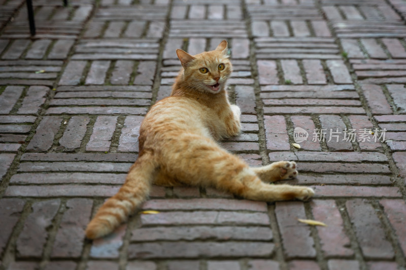 躺在地上的橘猫