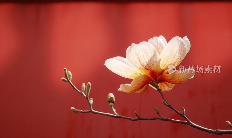 中国风春日暖阳红墙玉兰花枝头盛开背景