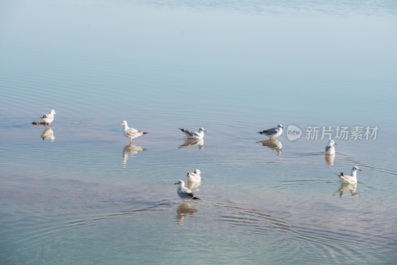 湖泊里聚集的鸟