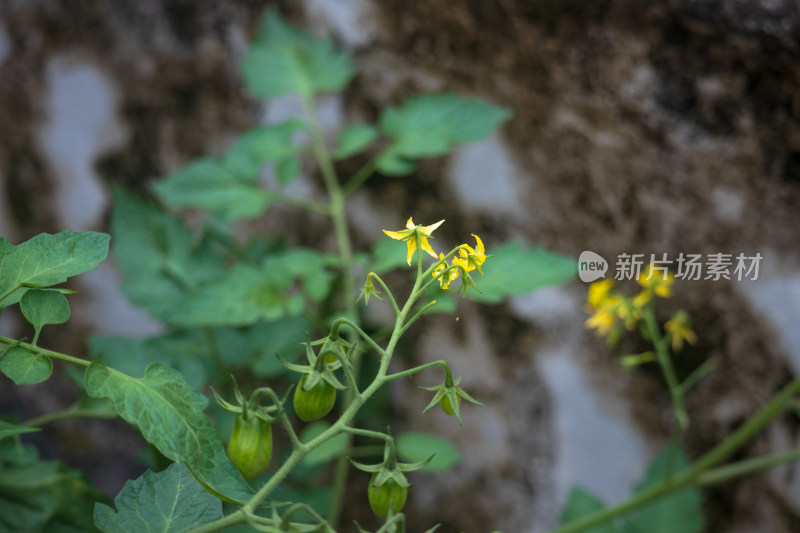 阴天雨后开花结果的西红柿树苗