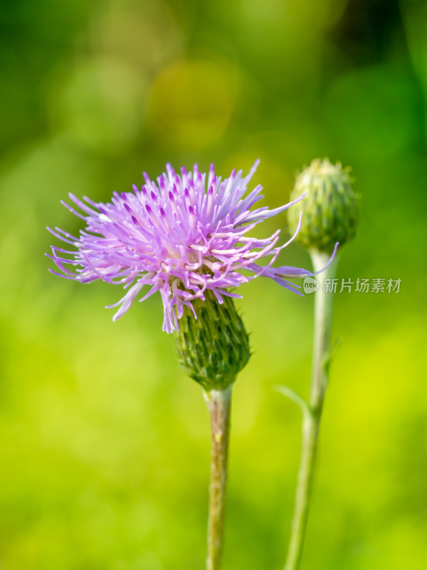 春天野外的小蓟草开花